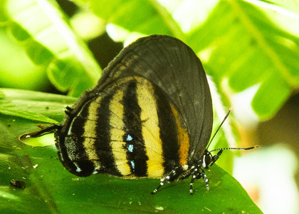 The butterfly Thestius meridionalis photographed in Ecuador