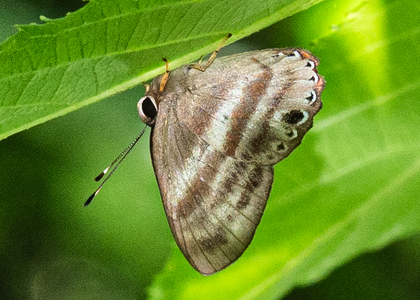 The butterfly Pelolasia melaphaea photographed in Ecuador
