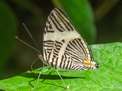 The butterfly Colobura annulata photographed in Ecuador