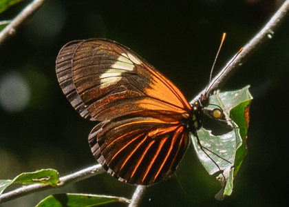 The butterfly Heliconius erato lativitta photographed in Ecuador