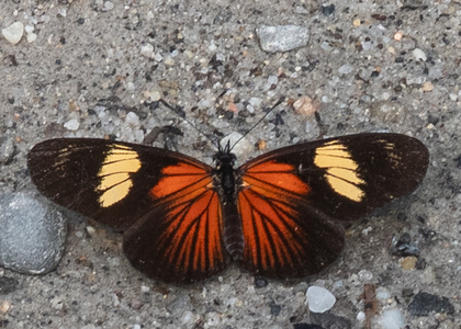 The butterfly Castilia perilla photographed in Ecuador