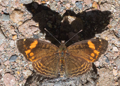 The butterfly Telenassa flavocincta photographed in Topo,,Ecuador