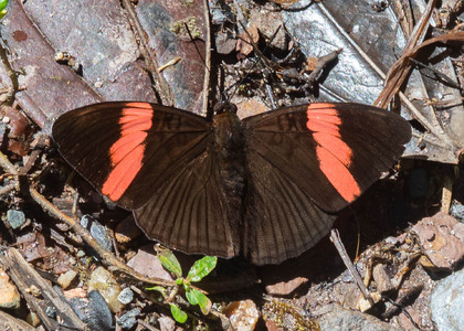 The butterfly Adelpha lycorias photographed in Topo,,Ecuador