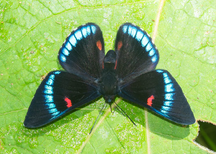 The butterfly Necyria bellona saundersii photographed in Ecuador