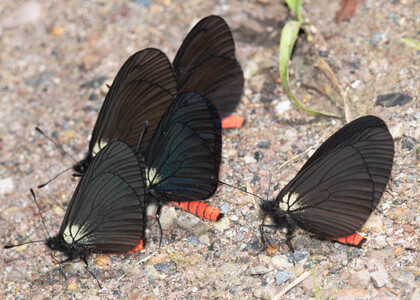 The butterfly Altinote neleus neleus photographed in Ecuador