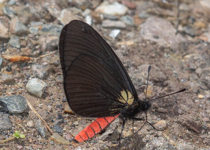 The butterfly Altinote neleus neleus photographed in Ecuador