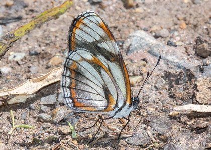 The butterfly Eresia letitia photographed in Ecuador