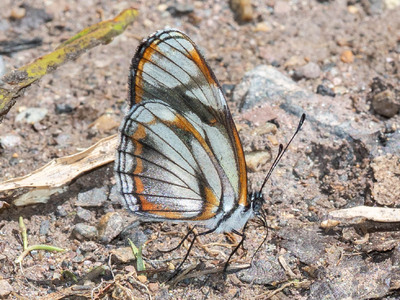 The butterfly Eresia letitia photographed in Ecuador