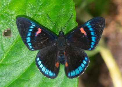 The butterfly Necyria bellona saundersii photographed in Ecuador