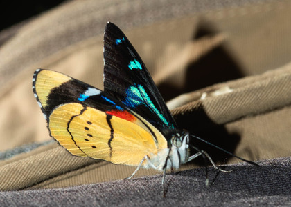 The butterfly Perisama tringa photographed in Ecuador