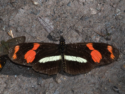 The butterfly Heliconius telesiphe telesiphe photographed in Ecuador