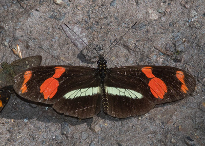 The butterfly Heliconius telesiphe sotericus photographed in Ecuador