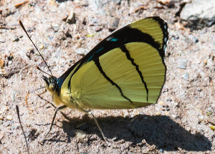 The butterfly Perisama oppelii xanthica photographed in Topo high,Ecuador