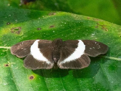 The butterfly Milanion unifasciata photographed in Ecuador