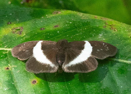 The butterfly Milanion unifasciata photographed in Ecuador