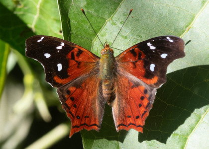 The butterfly Hypanartia cinderella photographed in Topo high,Ecuador