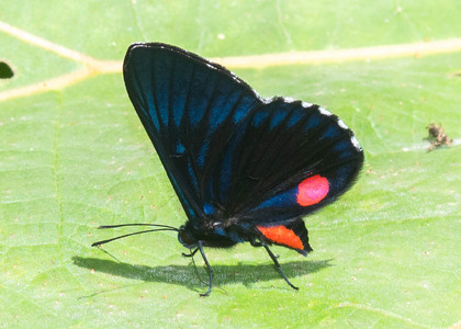 The butterfly Necyria bellona saundersii photographed in Ecuador