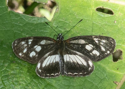 The butterfly Eresia letitia photographed in Ecuador