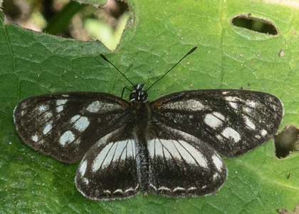 The butterfly Eresia letitia photographed in Ecuador