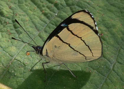 The butterfly Perisama oppelii xanthica photographed in Ecuador