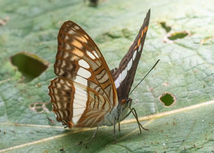 The butterfly Adelpha alala negra photographed in Ecuador