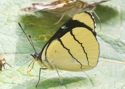 The butterfly Perisama oppelii xanthica photographed in Ecuador