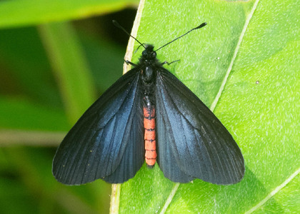 The butterfly Altinote neleus neleus photographed in Ecuador