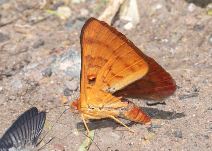 The butterfly Emesis mandana photographed in Ecuador