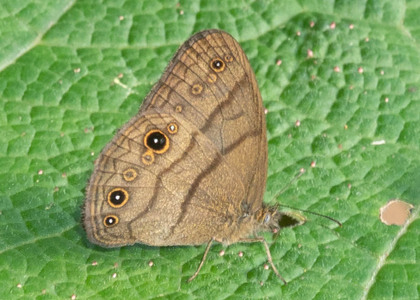 The butterfly Hermeuptychia sp. photographed in Topo,,Ecuador