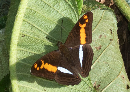 The butterfly Adelpha justina valentina photographed in Ecuador