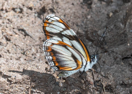 The butterfly Eresia letitia photographed in Ecuador