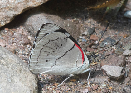 The butterfly Perisama dorbignyi photographed in Topo high,Ecuador