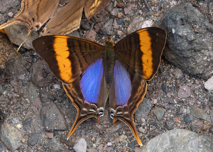 The butterfly Marpesia corinna photographed in Topo,,Ecuador