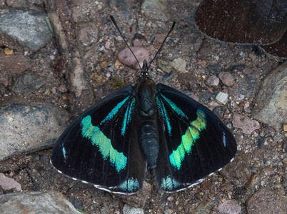 The butterfly Perisama dorbignyi photographed in Ecuador