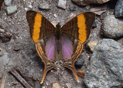 The butterfly Marpesia corinna photographed in Ecuador