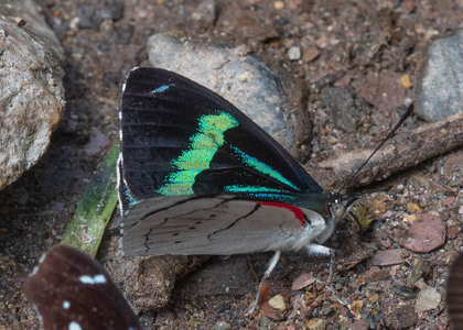 The butterfly Perisama dorbignyi photographed in Ecuador