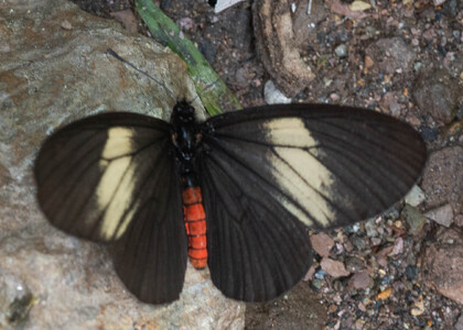 The butterfly Altinote neleus neleus photographed in Ecuador
