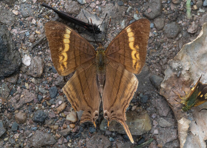 The butterfly Marpesia corinna photographed in Ecuador
