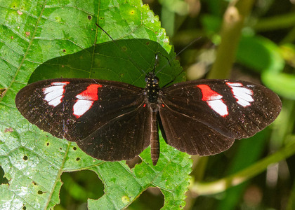 The butterfly Heliconius melpomene plesseni photographed in Ecuador