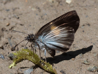 The butterfly Potamanaxas hirta photographed in Ecuador