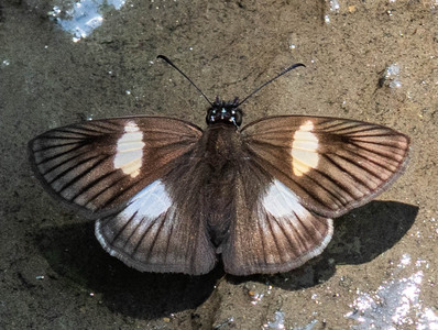 The butterfly Potamanaxas hirta photographed in Topo,,Ecuador