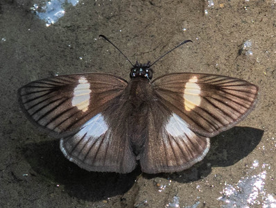 The butterfly Potamanaxas hirta photographed in Topo,,Ecuador