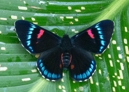 The butterfly Necyria bellona saundersii photographed in Topo,,Ecuador