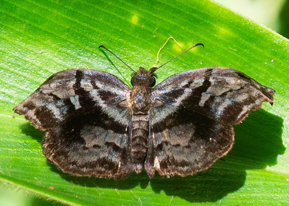 The butterfly Helias phalaenoides phalaenoides photographed in Topo,,Ecuador