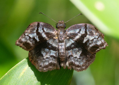 The butterfly Helias phalaenoides phalaenoides photographed in Ecuador