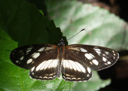 The butterfly Eresia letitia photographed in Ecuador