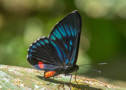 The butterfly Necyria bellona saundersii photographed in Ecuador