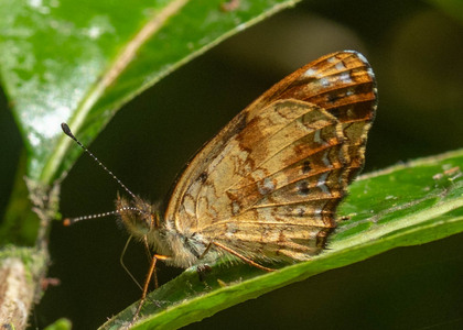 The butterfly Telenassa delphia trimaculata photographed in Ecuador