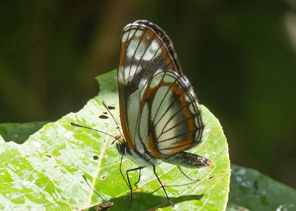 The butterfly Eresia letitia photographed in Ecuador