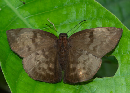 The butterfly Eantis pallida photographed in Ecuador